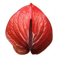 Anthurium