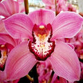 Cymbidium