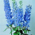Delphinium