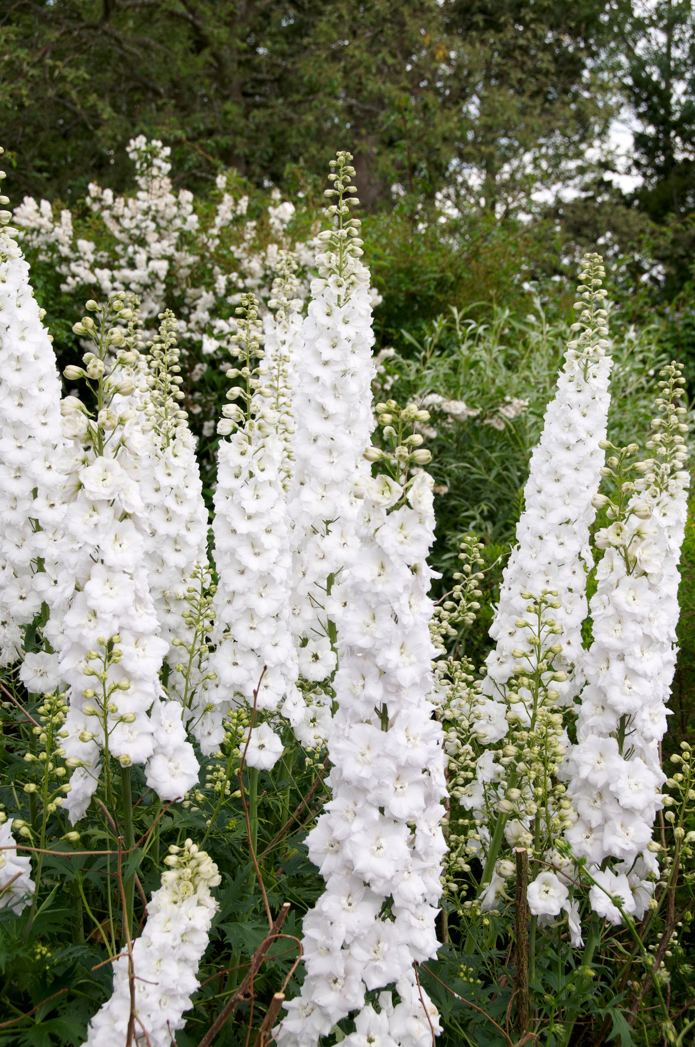 Delphinium
