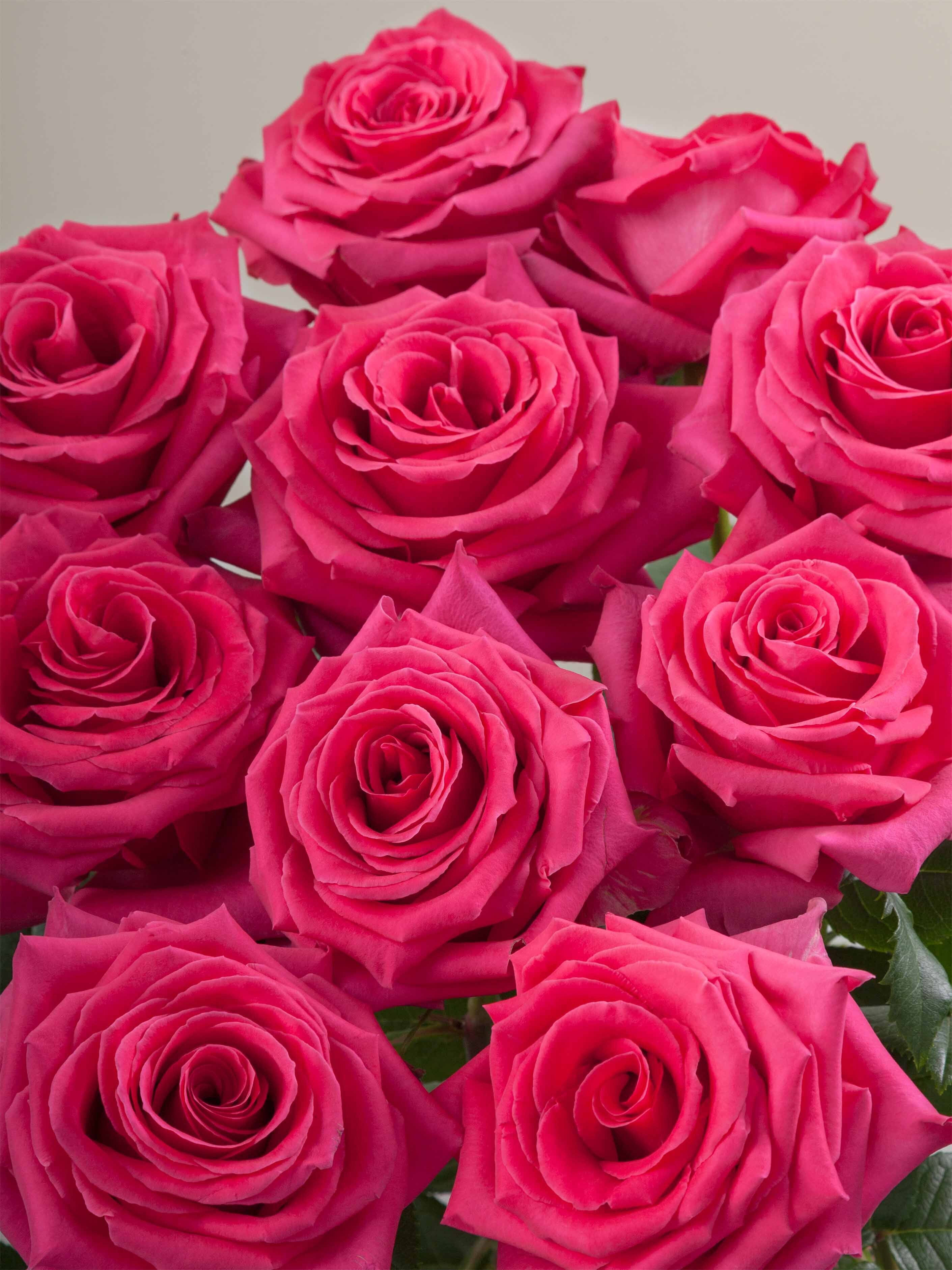 FULL MONTY ROSAPRIMA