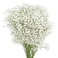 Gipssofil