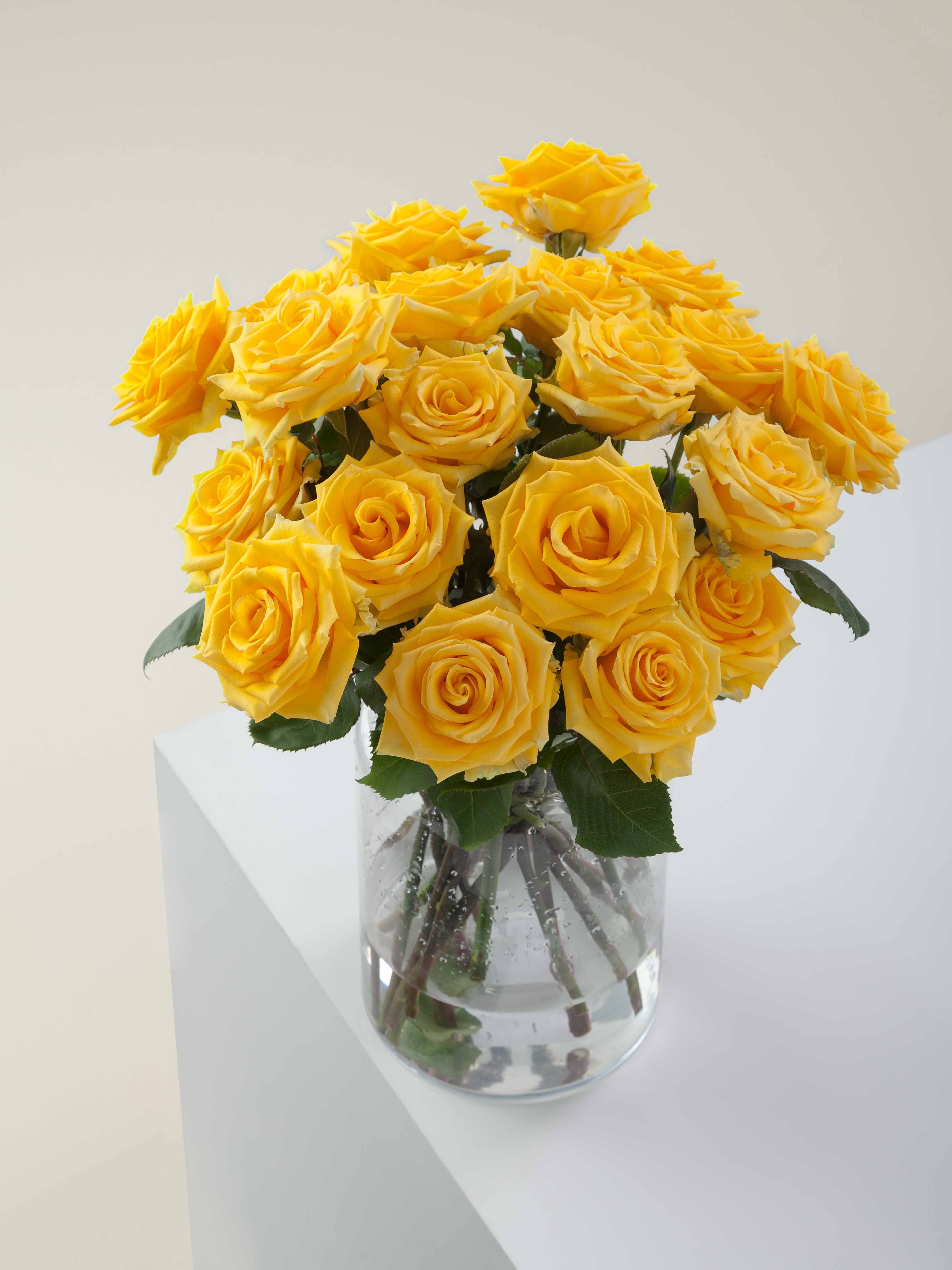 LIGHTHOUSE ROSAPRIMA