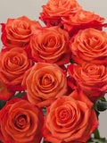 ORANGE CRUSH ROSAPRIMA