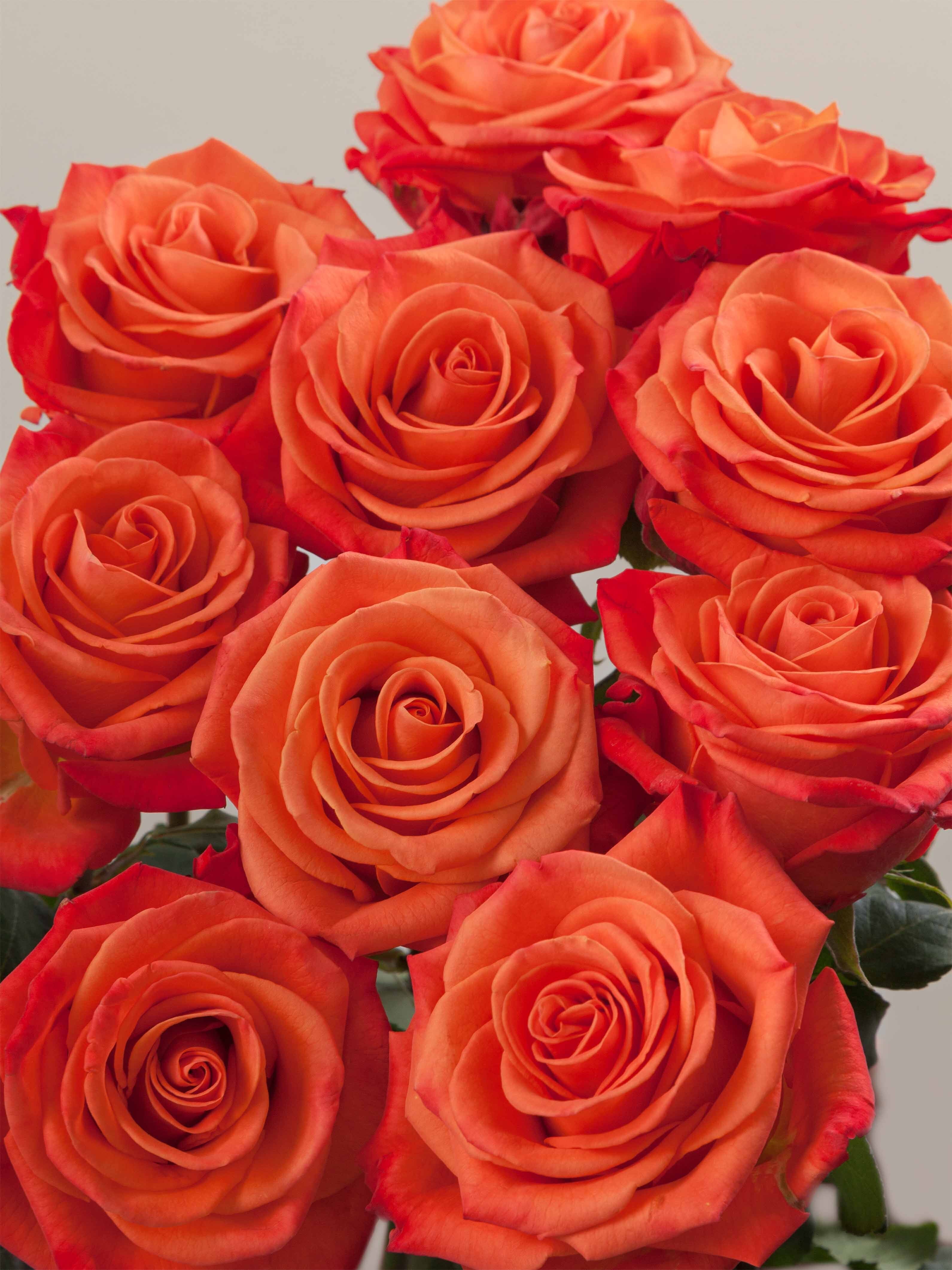 ORANGE CRUSH ROSAPRIMA