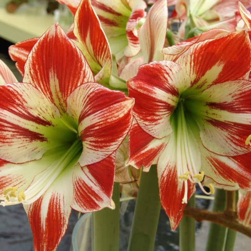 amaryllis