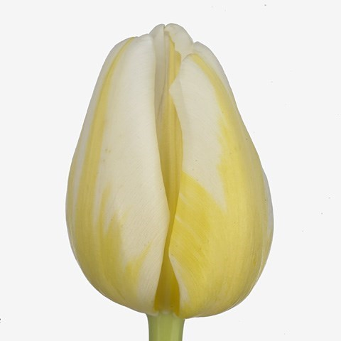 tulipa antractica flam
