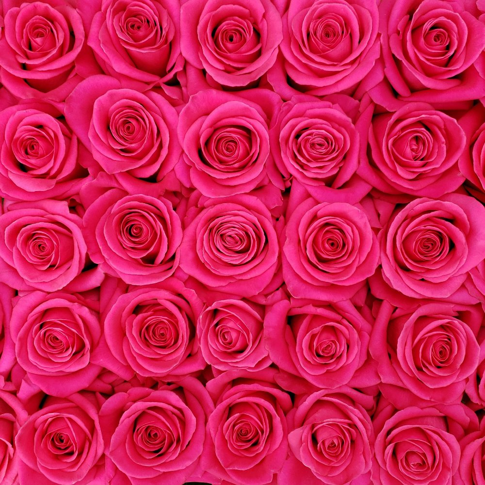 PINKFLOYD 50 CM ROSAPRIMA