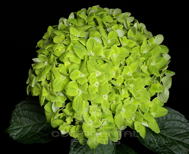 Lulebore emerald 60 cm