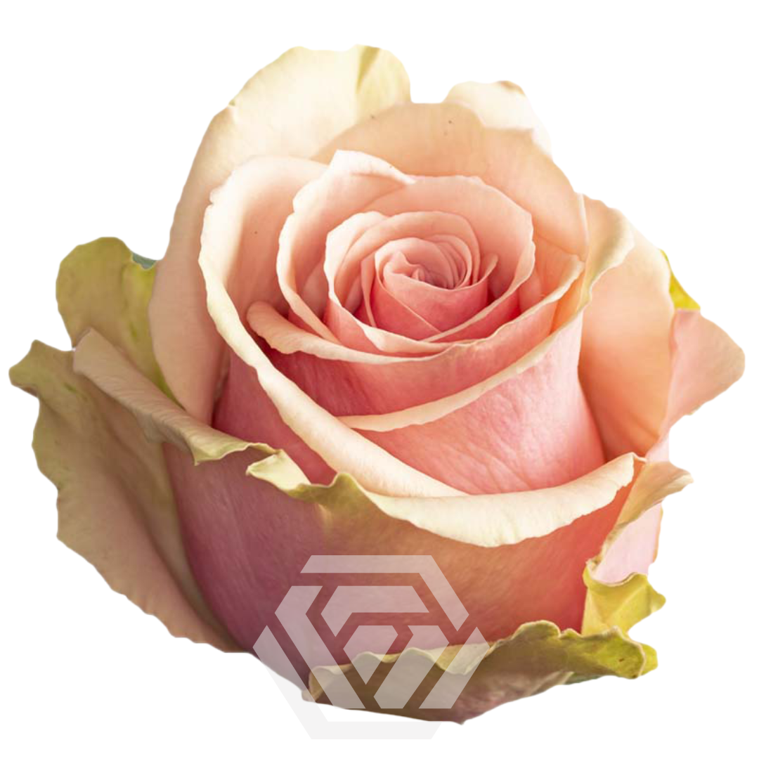 GERALDINE 50 CM TESSA