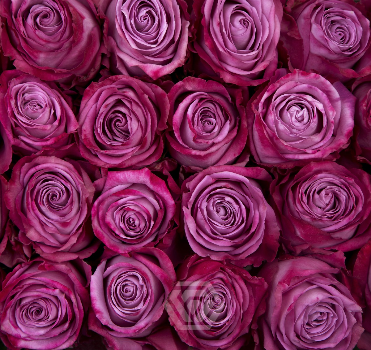 MODY BLUE 50 CM ROSAPRIMA