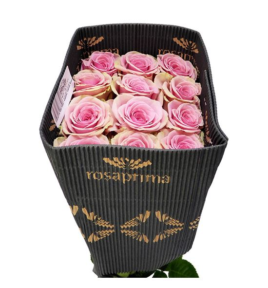 GERALDINE 50CM ROSAPRIMA