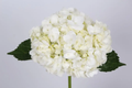 hydrangea white extra
