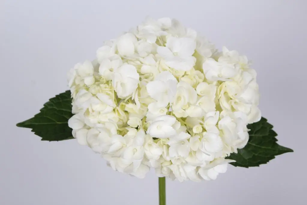 hydrangea white extra