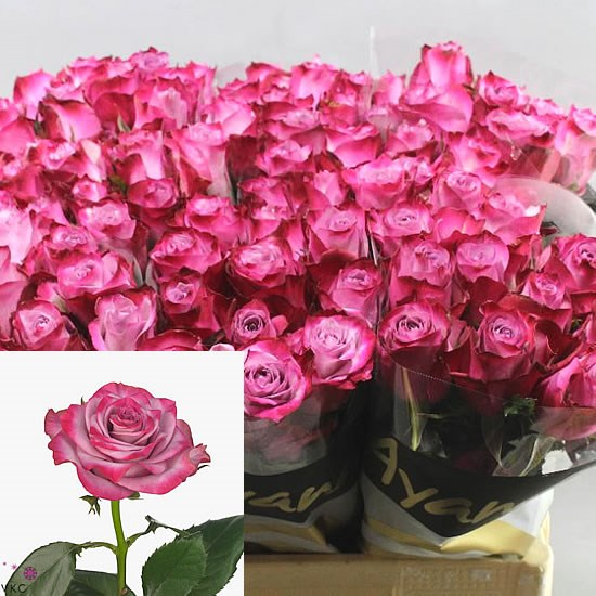 DEEP PURPLE 50 CM ROSAPRIMA