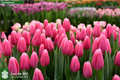 tulipa milkshake