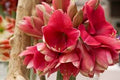 Amaryllis