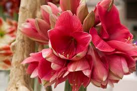 Amaryllis