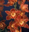 Cymbidium